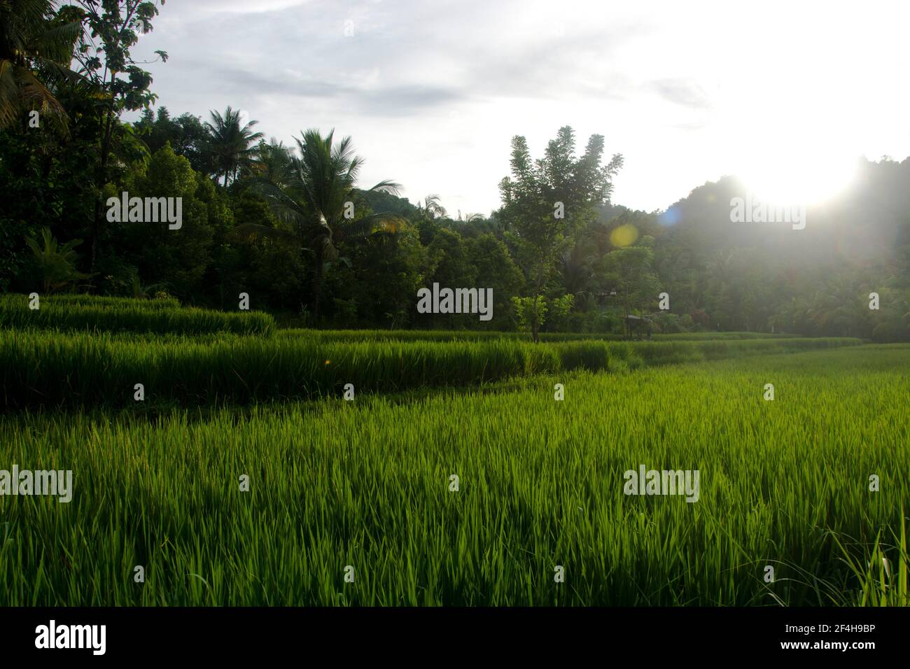 Reisfelder im Norden Balis Stock Photo