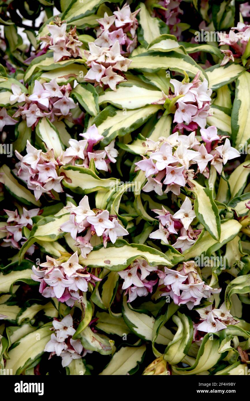 Daphne x burkwoodii ‘Briggs Moonlight’ Daphne Briggs Moonlight – inverse leaf colour with highly scented flowers,  March, England, UK Stock Photo