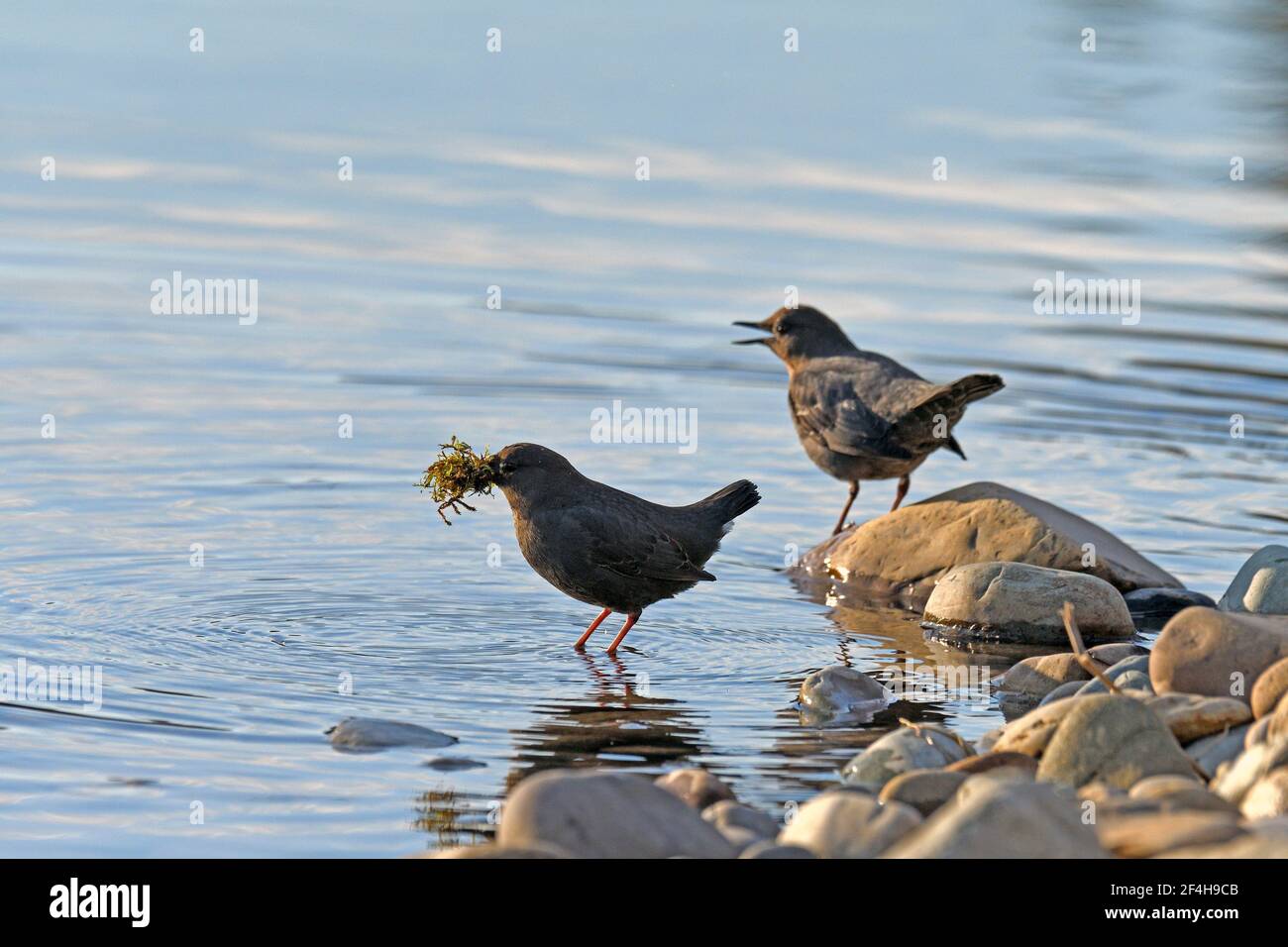 A pair of American dippers, one with material to rebuild its nest, in late winter on the Yaak River. (Photo by Randy Beacham) Stock Photo