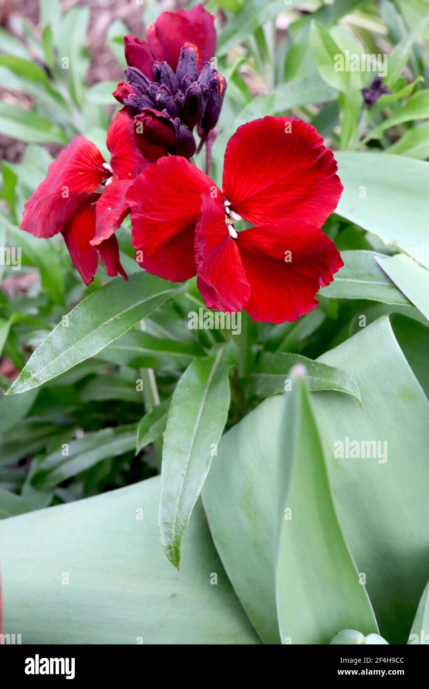 Erysimum cheiri ‘Blood Red’ Wallflower Blood Red – deep red flowers with rounded petals,  March, England, UK Stock Photo