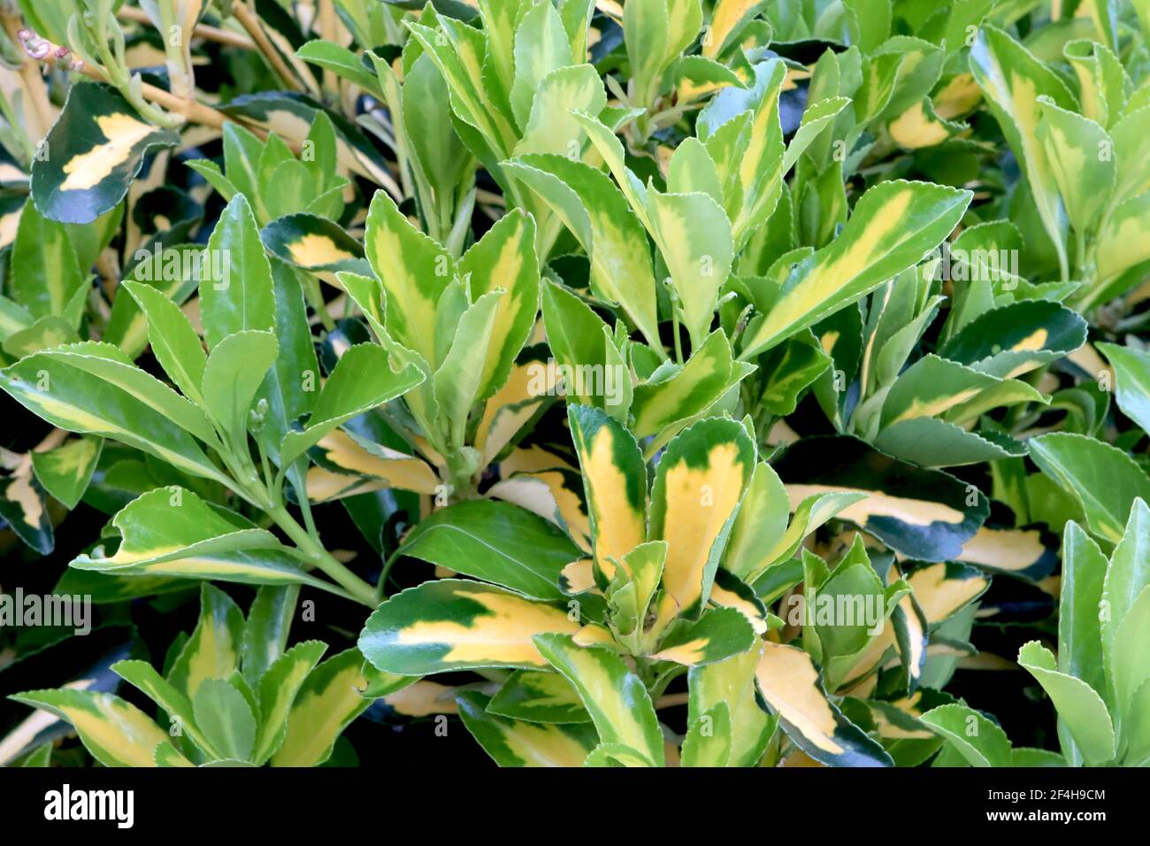 Euonymus fortunei ‘Blondy’ Spindle Blondy – green ovate leaves with yellow splashes,  March, England, UK Stock Photo