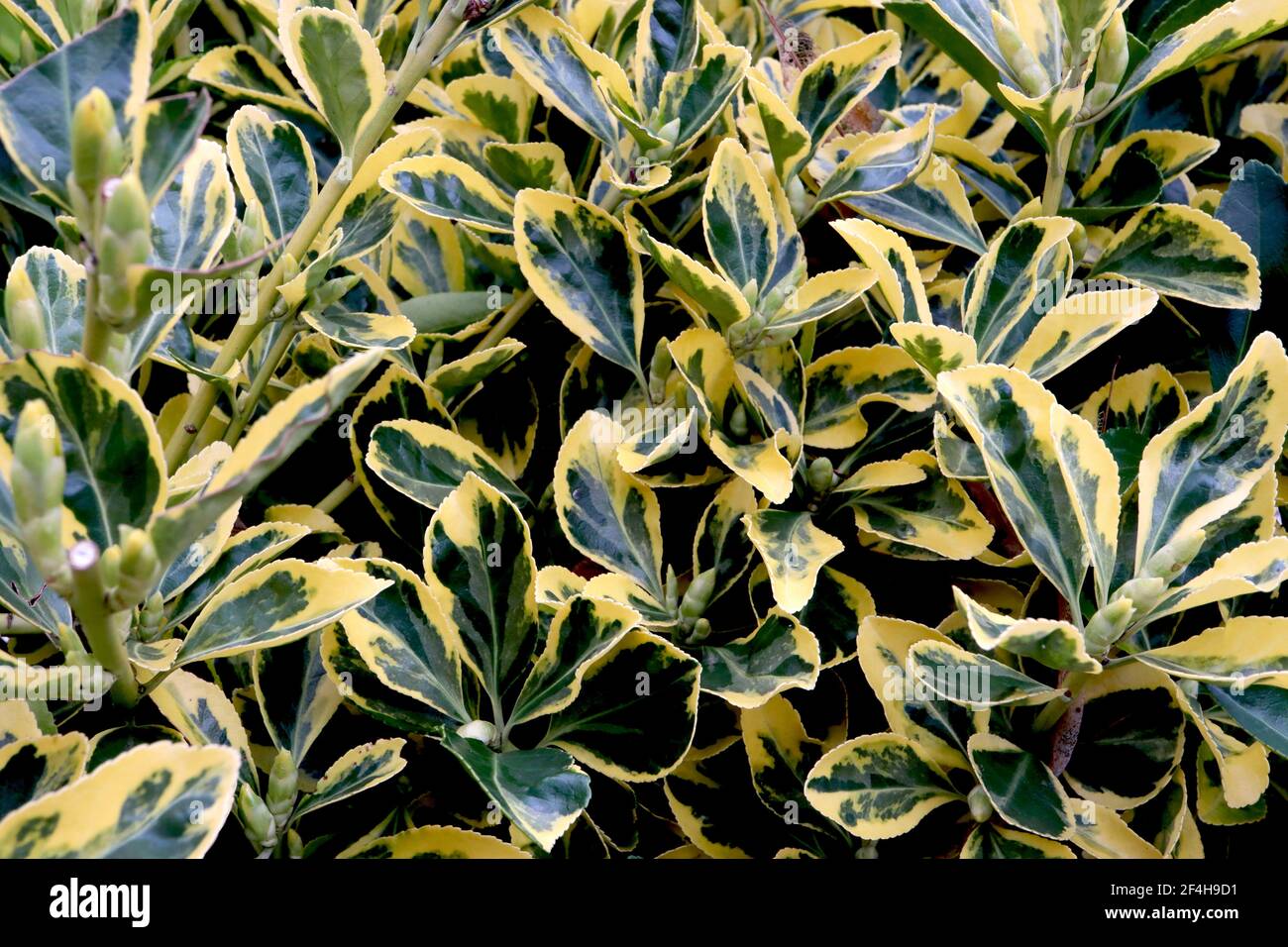 Euonymus fortunei ‘Emerald and Gold’ Spindle Emerald and Gold – yellow ovate leaves with green splashes,  March, England, UK Stock Photo