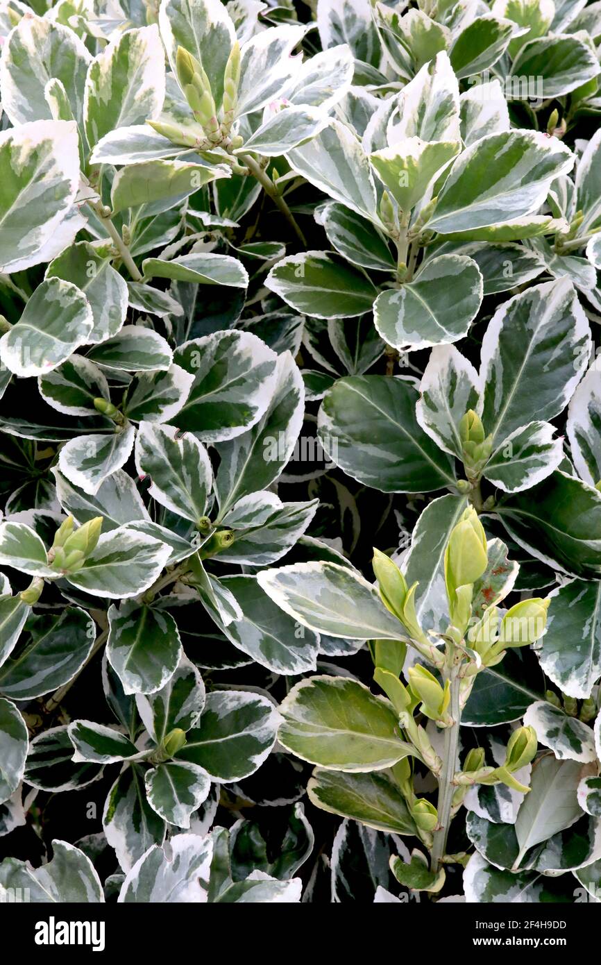 Euonymus japonicus ‘President Gauthier’ Spindle President Gauthier – grey green leaves with creamy white margins,  March, England, UK Stock Photo