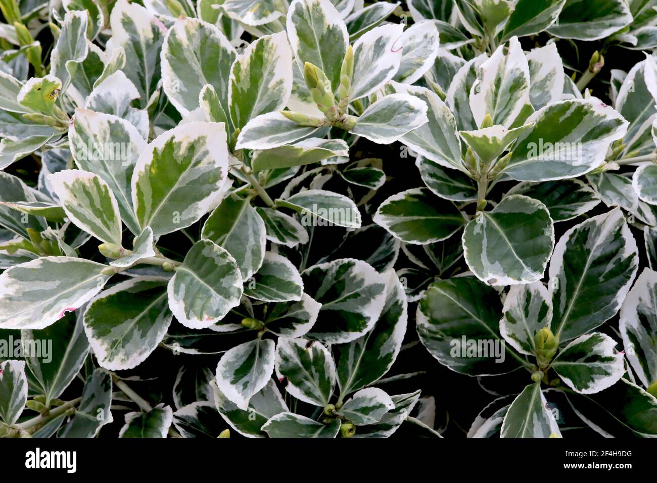 Euonymus japonicus ‘President Gauthier’ Spindle President Gauthier – grey green leaves with creamy white margins,  March, England, UK Stock Photo