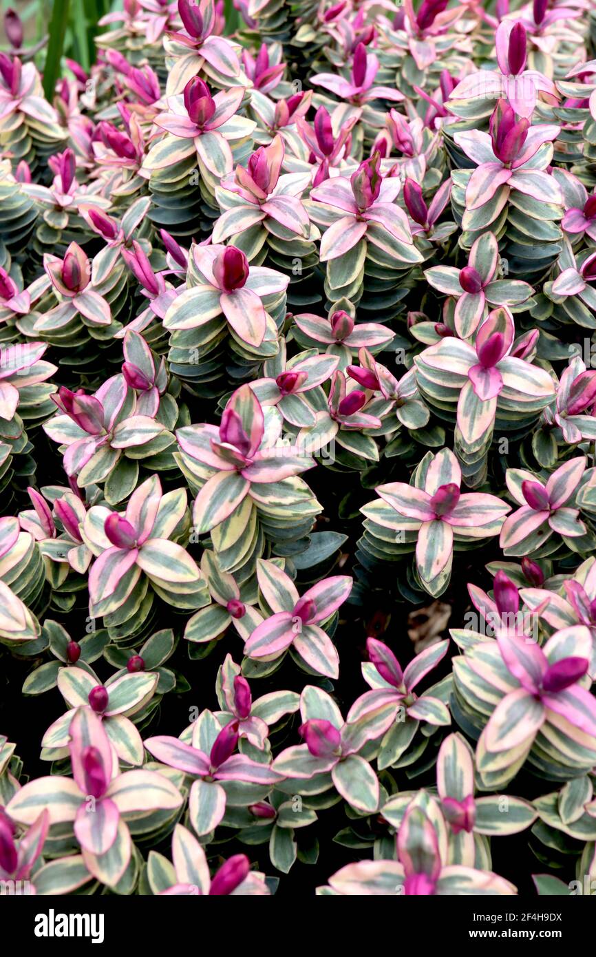 Hebe Magic Summer Shrubby veronica Magic Summer – red purple shoots on variegated foliage, March, England, UK Stock Photo