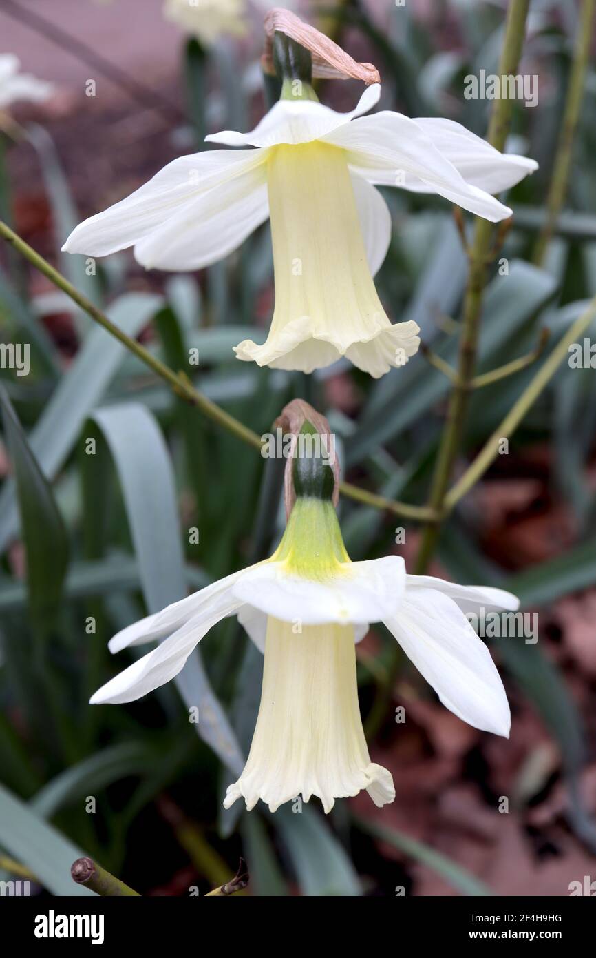 Narcissus ‘WP Milner’ Division 1 Trumpet Daffodils  WP Milner daffodil - white petals and long cream frilly trumpet,  March, England, UK Stock Photo