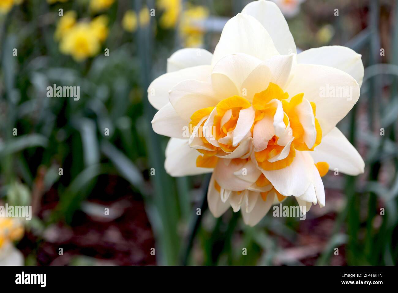 Narcissus ‘Double Star’ Division 4 Double Daffodils Double Star daffodil – white petals with yellow and white petaloids,   March, England, UK Stock Photo