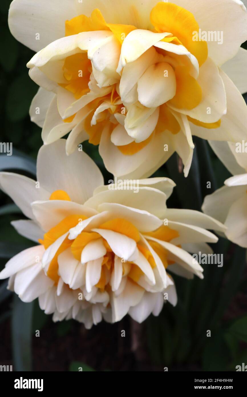 Narcissus ‘Double Star’ Division 4 Double Daffodils Double Star daffodil – white petals with yellow and white petaloids,   March, England, UK Stock Photo