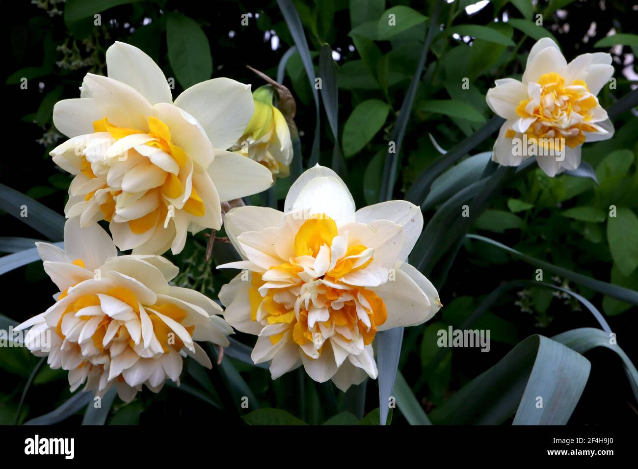 Narcissus ‘Double Star’ Division 4 Double Daffodils Double Star daffodil – white petals with yellow and white petaloids,   March, England, UK Stock Photo