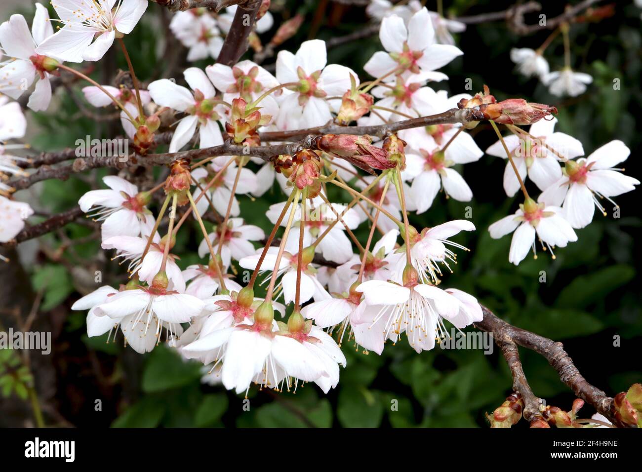 prunus incisa kojo no mai