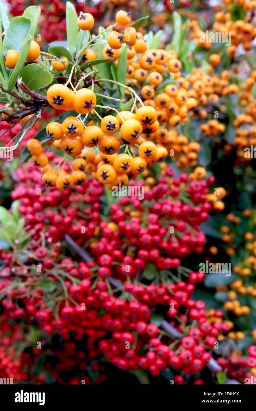 Pyracantha coccinea and 'Orange Glow' Firethorn orange and red berries,  March, England, UK Stock Photo