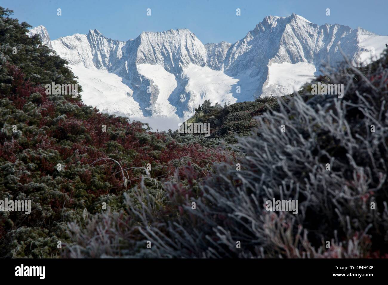 Eindrücke aus dem Unesco-Welterbe Aletsch, grosses Schutzgebiet um den grössten Gletscher der Alpen Stock Photo