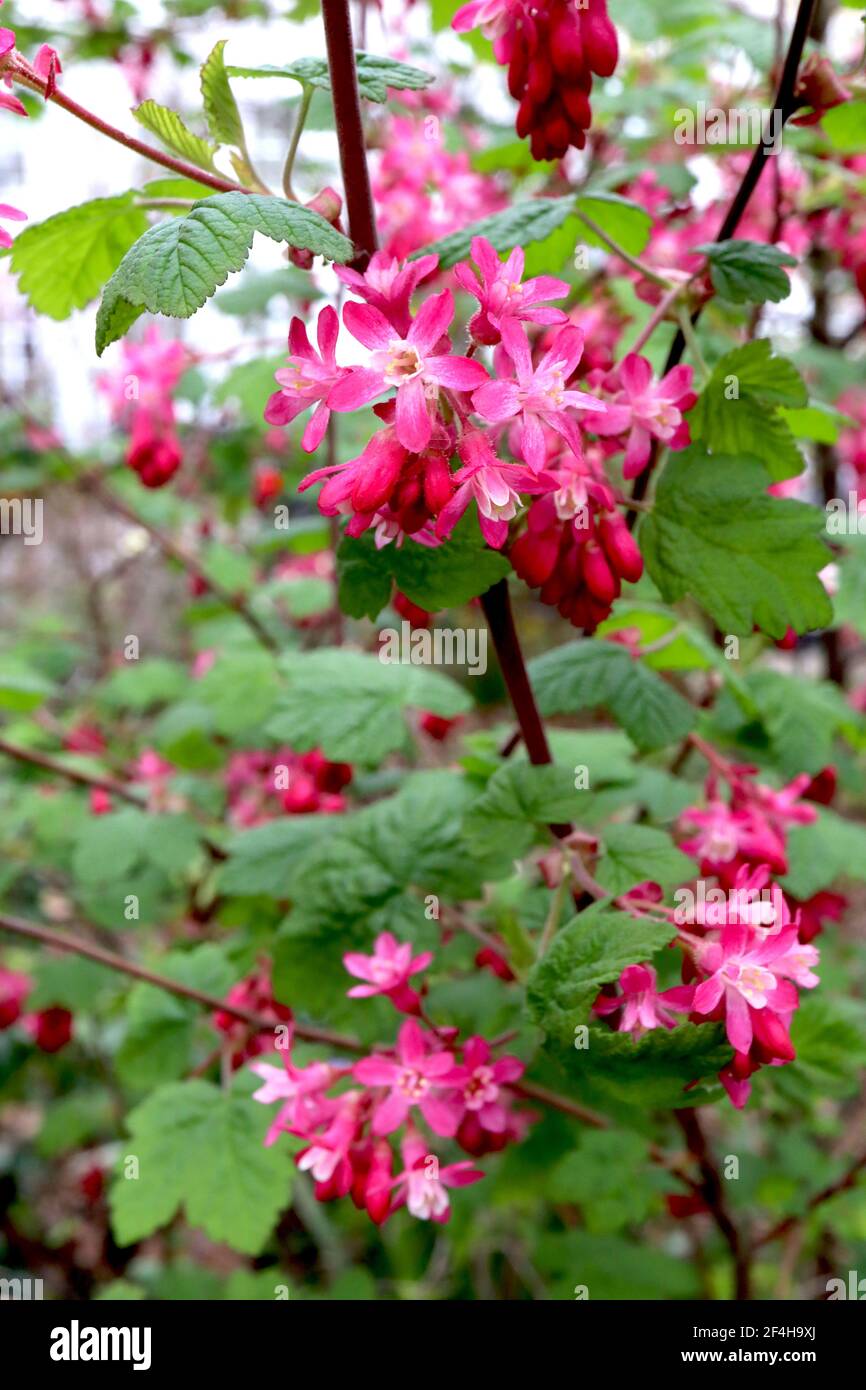Ribes sangineum flowering currant ‘Pulborough Scarlet’ – racemes of deep pink flowers and green palmate leaves,  March, England, UK Stock Photo