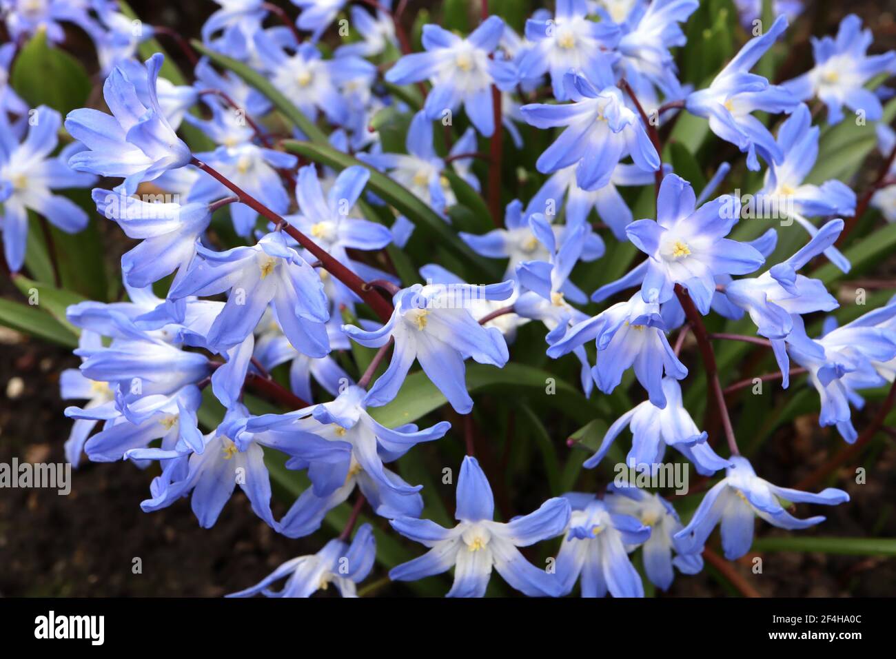 Scilla forbesii (chionodoxa) Forbes’ squill – blue open bell-shaped flowers with white eye,  March, England, UK Stock Photo
