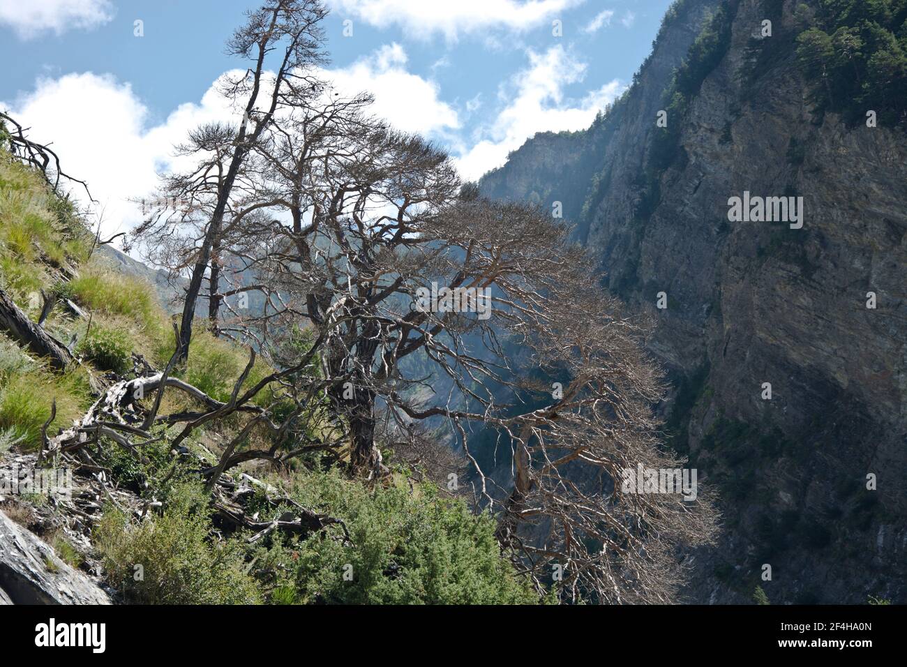 Föhre High Resolution Stock Photography and Images - Alamy