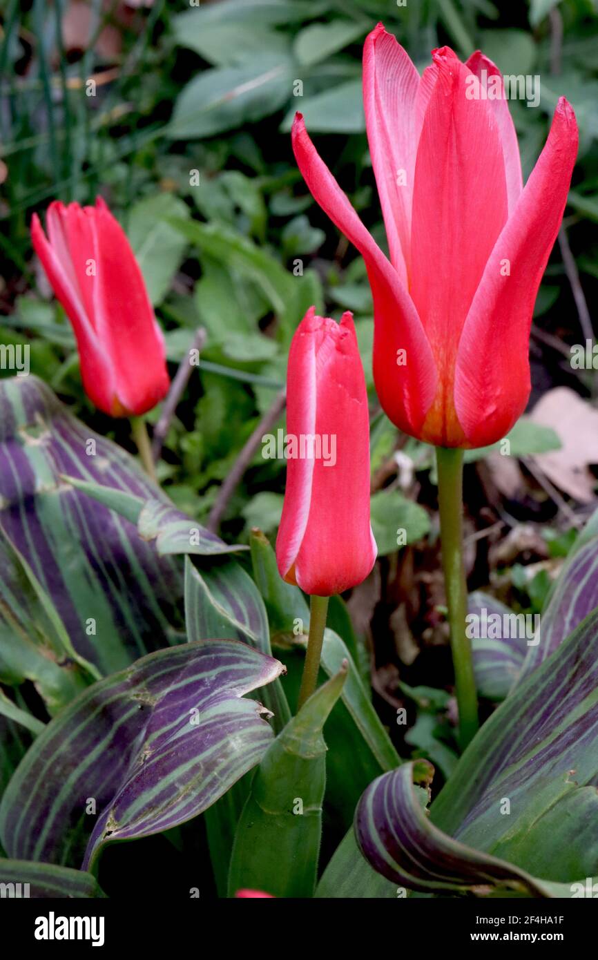 Tulipa ‘Hearts Delight’ Kaufmanniana 12 Hearts Delight tulip – carmine red tulips, narrow white margins, variegated leaves,  March, England, UK Stock Photo