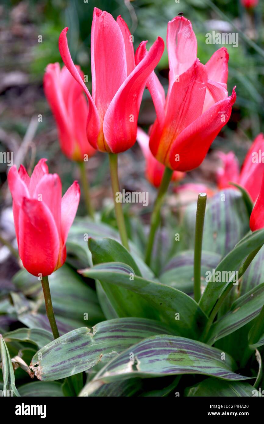 Tulipa ‘Hearts Delight’ Kaufmanniana 12 Hearts Delight tulip – carmine red tulips, narrow white margins, variegated leaves,  March, England, UK Stock Photo