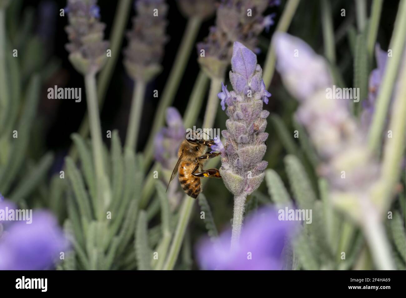 Honey bee in a garden Stock Photo