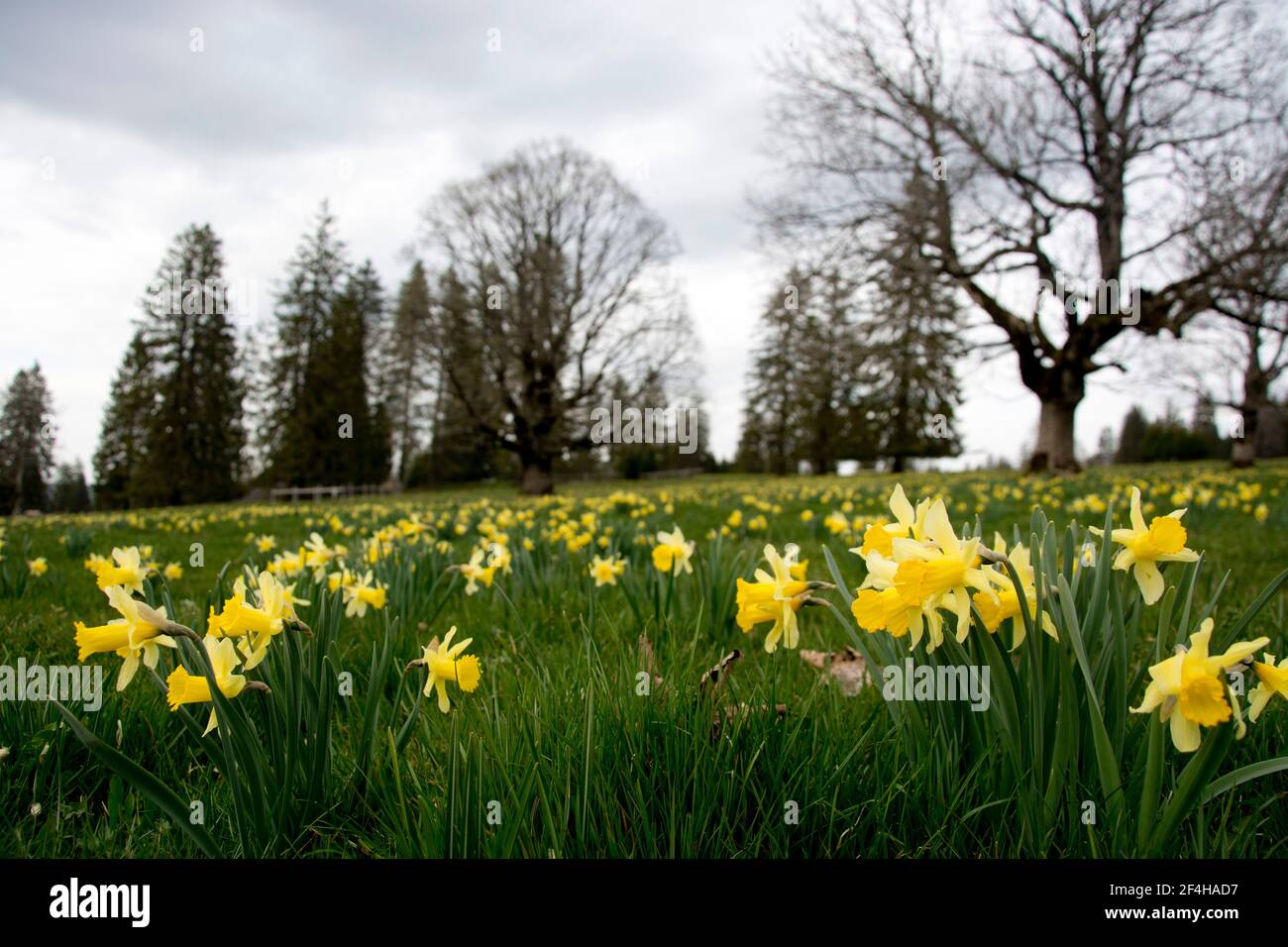 Blumenfeld mit wild wachsenden Narzissen auf dem Mont Soleil im Berner Jura Stock Photo