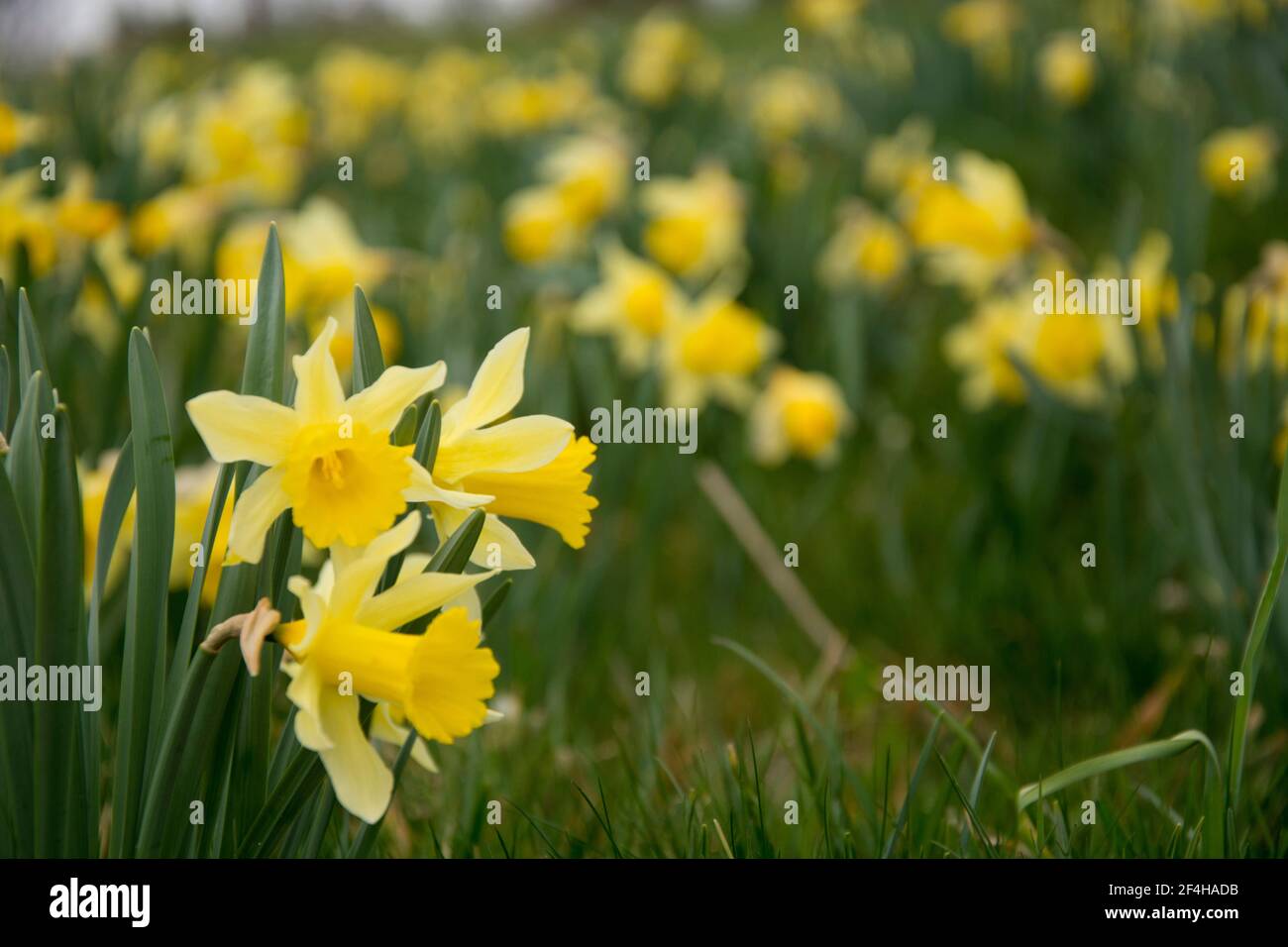 Blumenfeld mit wild wachsenden Narzissen auf dem Mont Soleil im Berner Jura Stock Photo