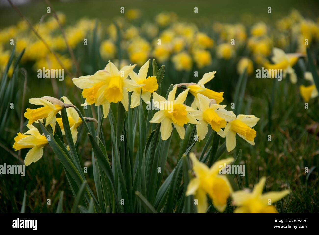 Blumenfeld mit wild wachsenden Narzissen auf dem Mont Soleil im Berner Jura Stock Photo