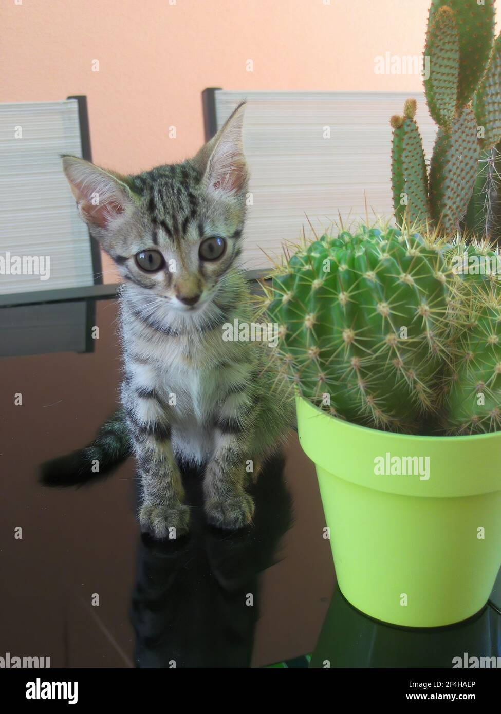 Download Cactus Cat High Resolution Stock Photography And Images Alamy