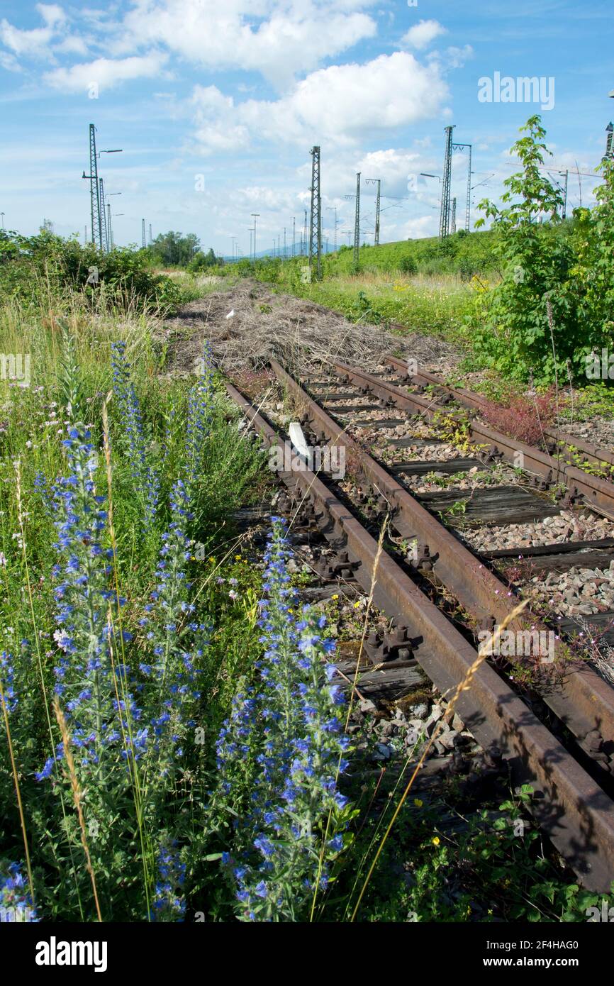 Das Naturschutzgebiet beim Basler DB-Areal, einer der grössten Schweizer Hotspots der Biodiversität, das einem Containerterminal weichen soll Stock Photo