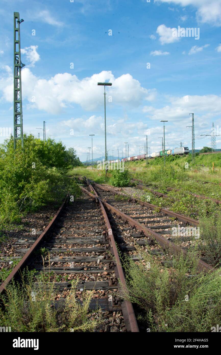 Das Naturschutzgebiet beim Basler DB-Areal, einer der grössten Schweizer Hotspots der Biodiversität, das einem Containerterminal weichen soll Stock Photo