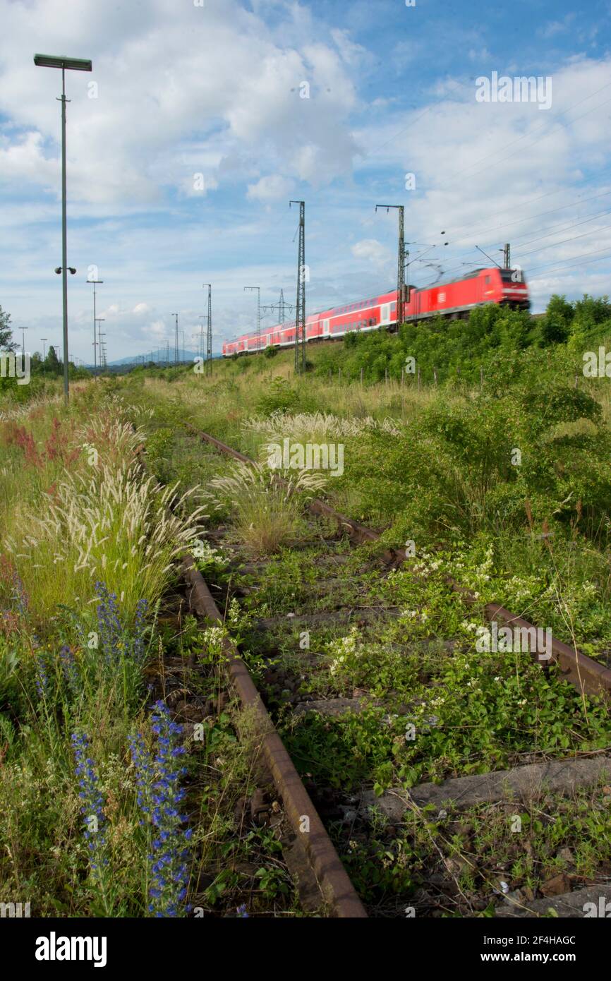 Das Naturschutzgebiet beim Basler DB-Areal, einer der grössten Schweizer Hotspots der Biodiversität, das einem Containerterminal weichen soll Stock Photo