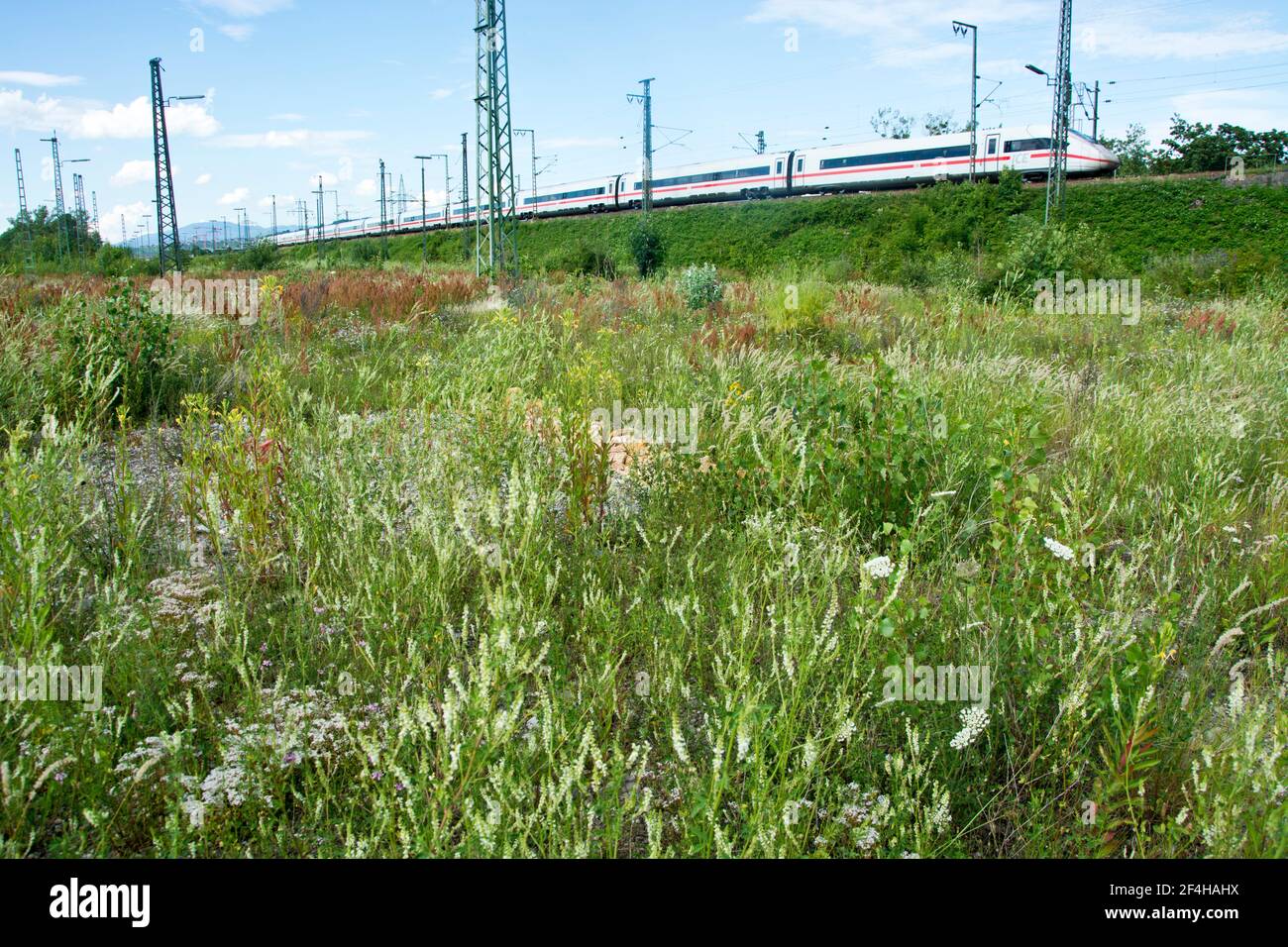 Das Naturschutzgebiet beim Basler DB-Areal, einer der grössten Schweizer Hotspots der Biodiversität, das einem Containerterminal weichen soll Stock Photo