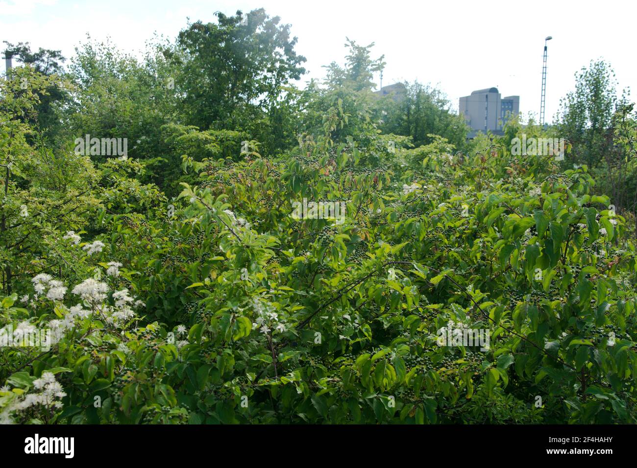 Das Naturschutzgebiet beim Basler DB-Areal, einer der grössten Schweizer Hotspots der Biodiversität, das einem Containerterminal weichen soll Stock Photo