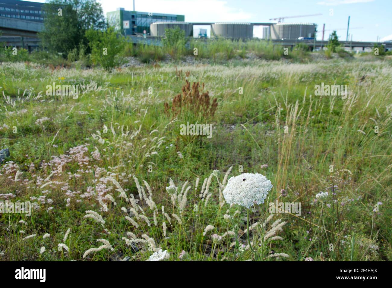 Das Naturschutzgebiet beim Basler DB-Areal, einer der grössten Schweizer Hotspots der Biodiversität, das einem Containerterminal weichen soll Stock Photo