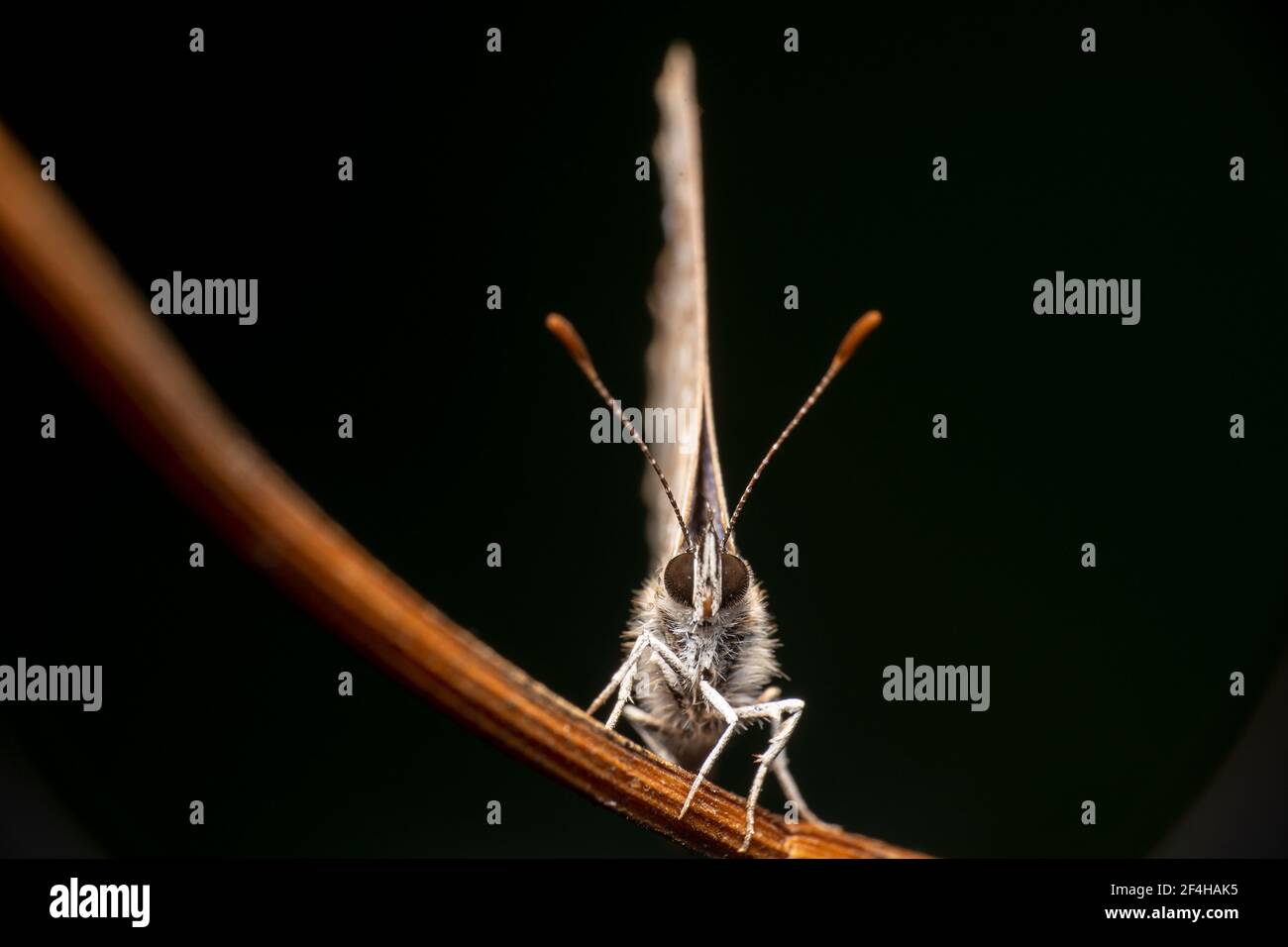 Red match stick like antennas pointed up by a short tailed line butterfly Stock Photo