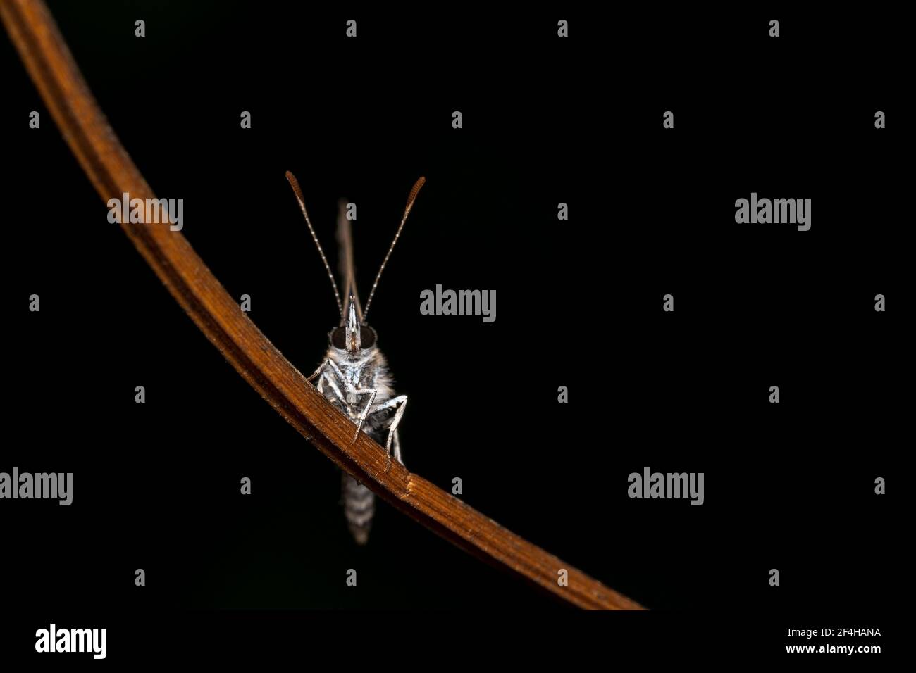 Dotted lined butterfly watching over like a own with raised antennas Stock Photo