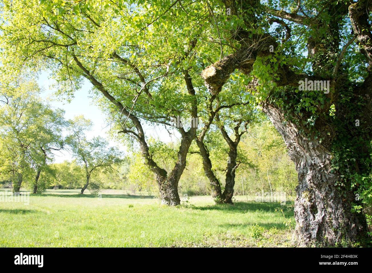 Altehrwürdige Lindenbäume im elsässischen Naturschutzgebiet Petite Camarque Alsacienne Stock Photo