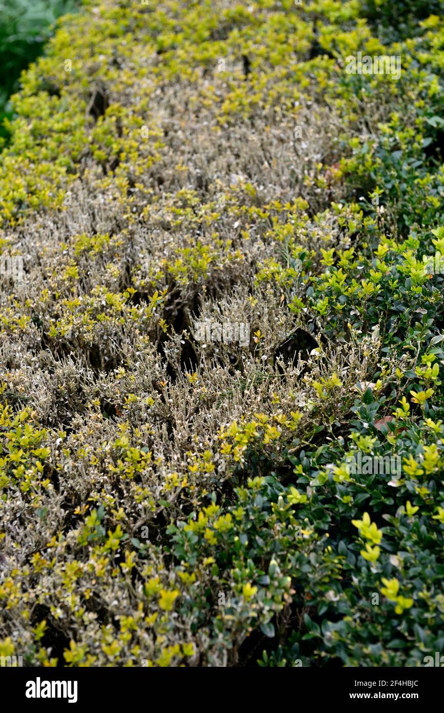 box blight,buxus hedge,box hedge,diseased,damage,damaged,blighted