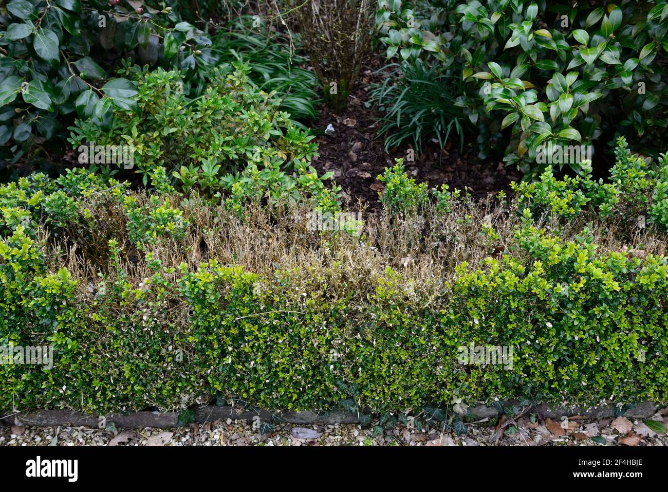 box blight,buxus hedge,box hedge,diseased,damage,damaged,blighted