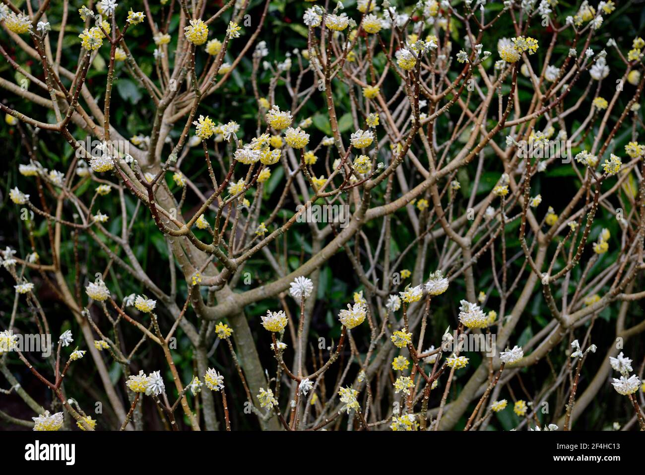 Edgeworthia chrysantha grandiflora,paperbush,flower,inflorescence
