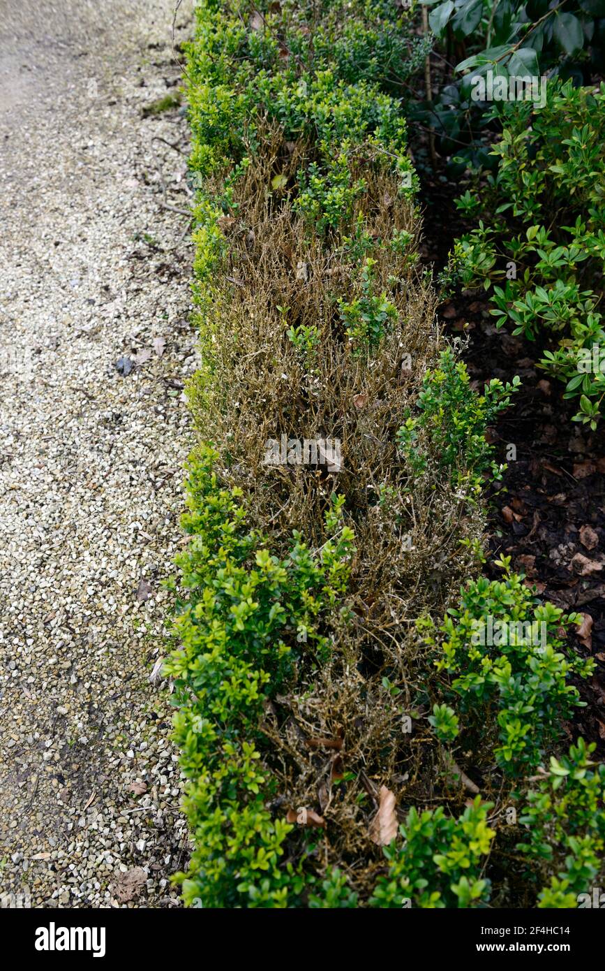Dying shrubs hires stock photography and images Alamy