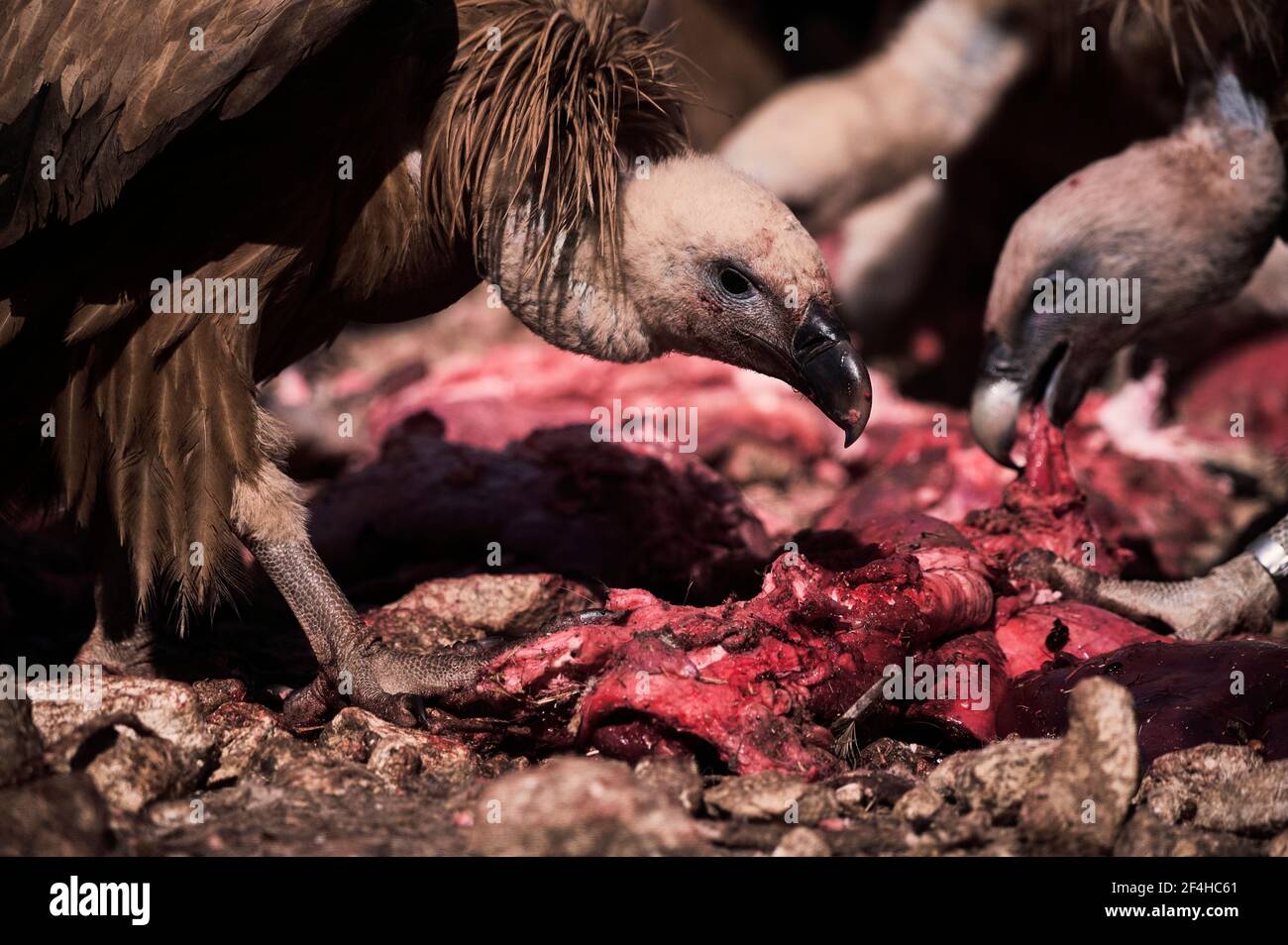 Pair of strong Griffon vultures scavenger birds eating flesh of dead animal  in wild nature Stock Photo - Alamy