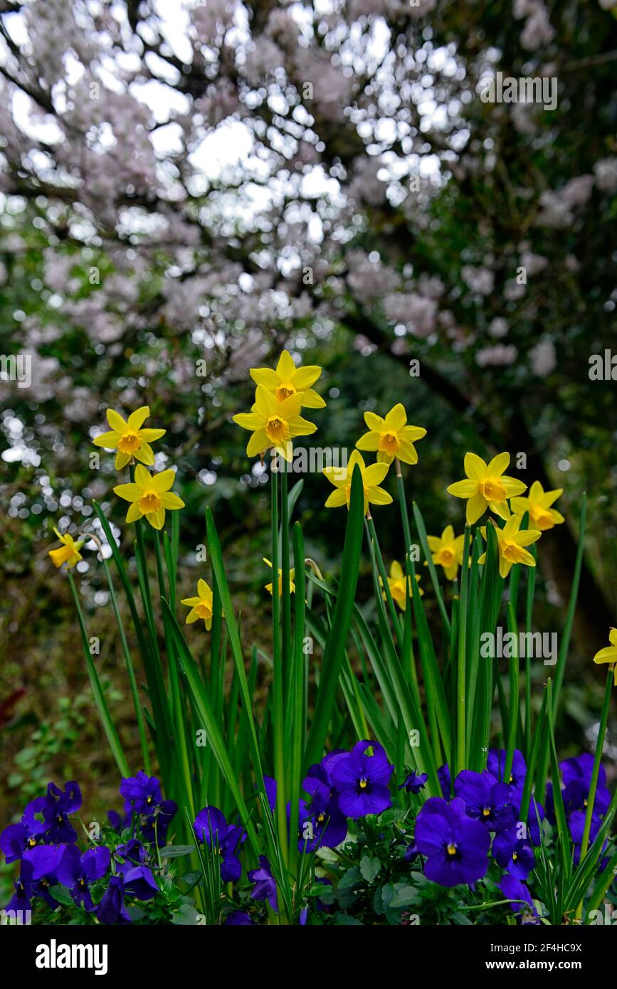 Narcissus February Gold,yellow daffodil,dwarf,miniature daffodils,display,spring display,yellow daffodils,blue violets,blue viola,daffodils and violet Stock Photo