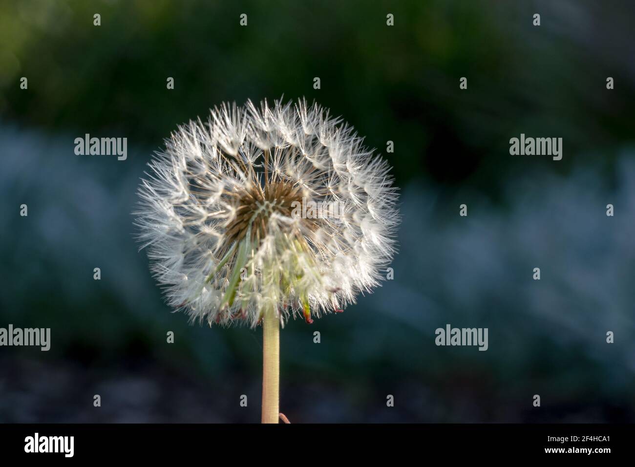 Dandelion seeds sun hi-res stock photography and images - Alamy