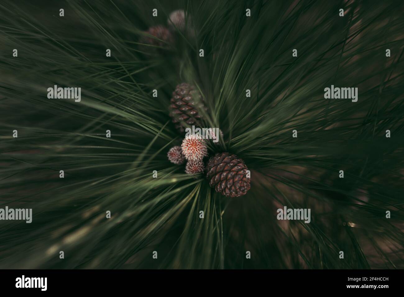 Close-up of a pineapple on a tree Stock Photo