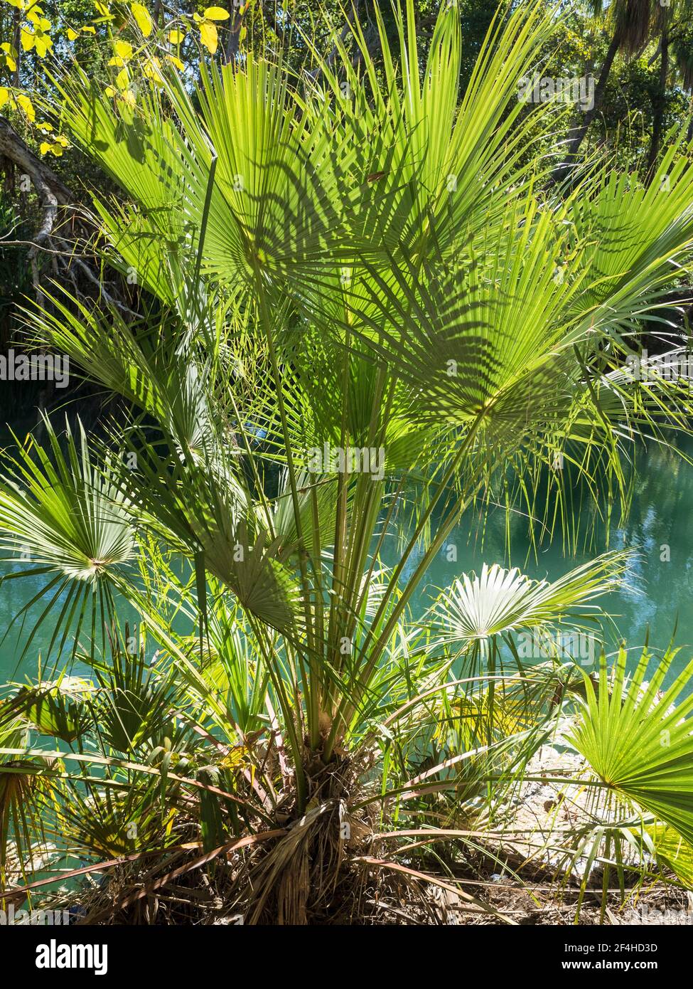 Young Cabbage Palm (Livistona rigida) by Lawn Hill Creek,  Boodjamulla National Park, Queensland. Stock Photo