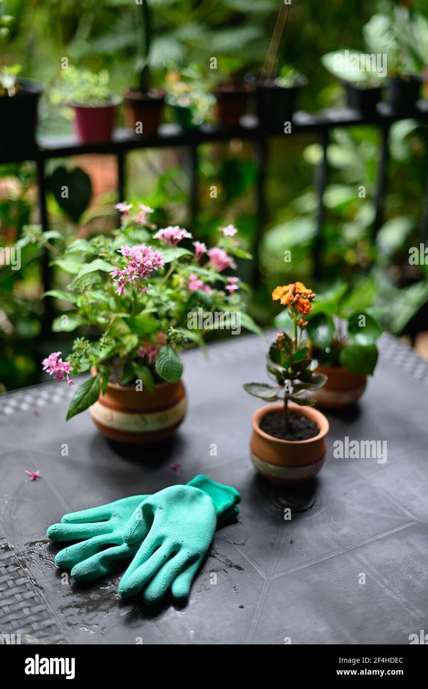 Pentas lanceolata flower in ceramic pot placed in hothouse near Pilea plant and blooming Kalanchoe Stock Photo