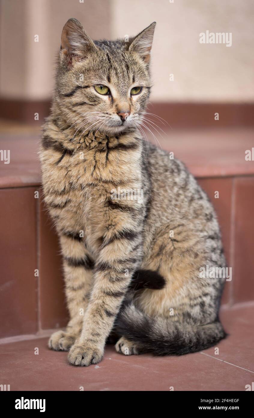 Adorable tabby kitten sitting outdoors, on the stairs Stock Photo - Alamy