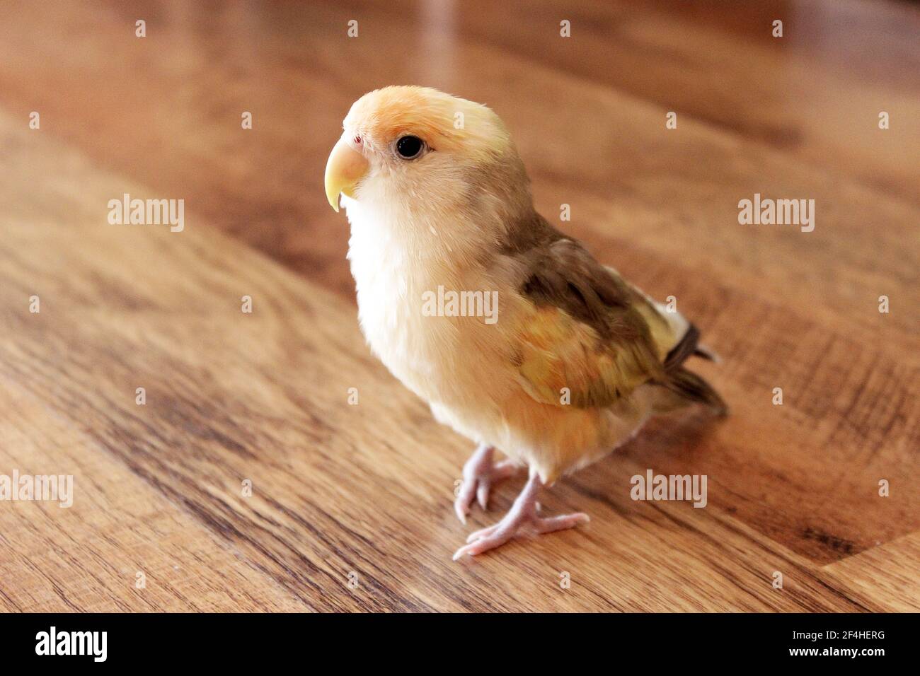 Small yellow parrot standing on a parquet in the house Stock Photo
