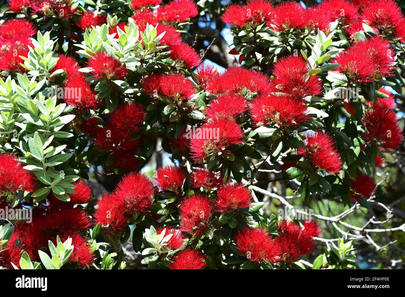 Display of bright red pohutukawa blossoms among small hard leaves in sharp light. Stock Photo