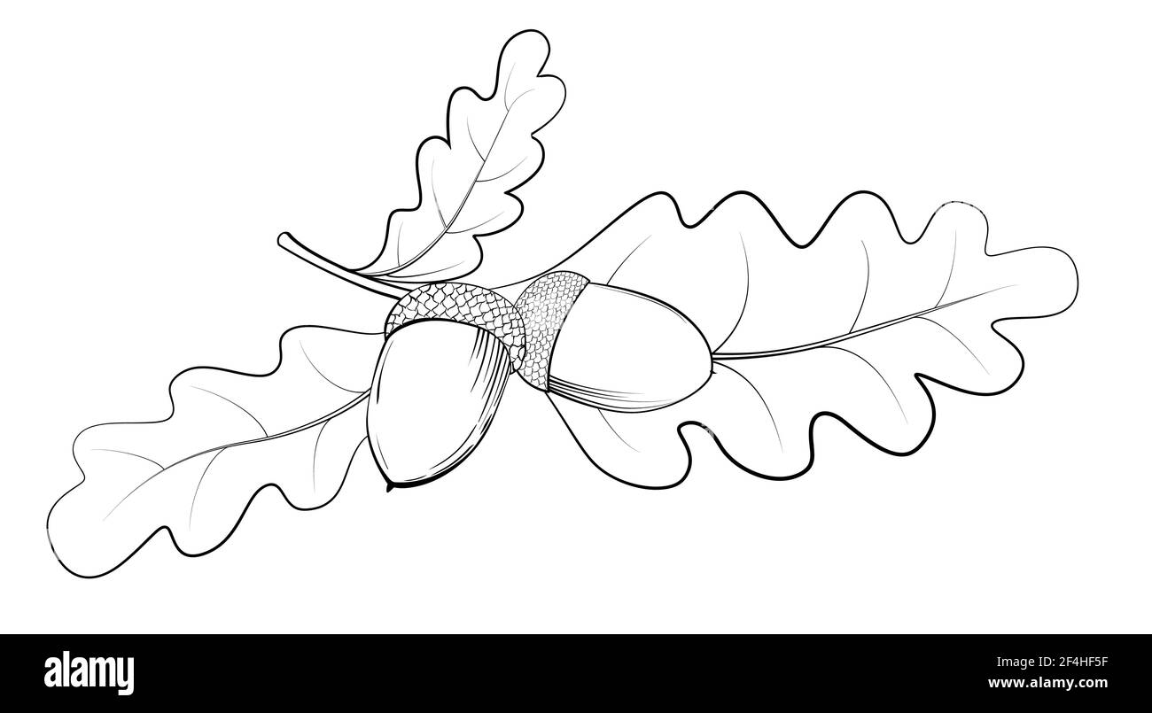 Oak leaves and acorn black line art isolated on white. Hand drawn sketch. Vector monochrome illustration. Stock Vector