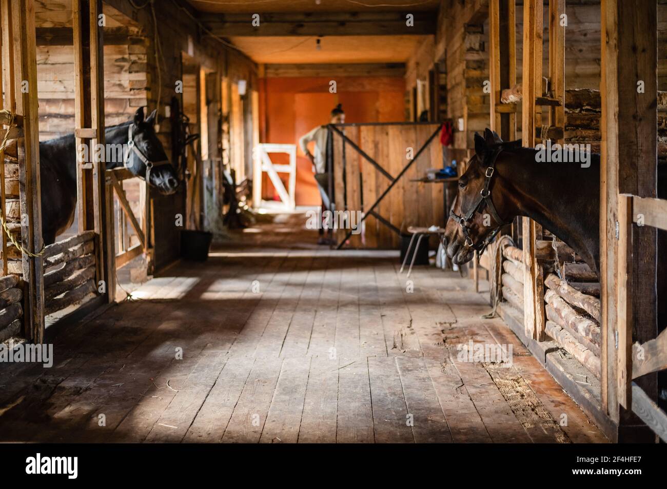 The stable girl came to the stable to feed the horses, they are waiting